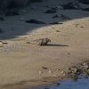 Point Reyes 27